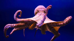 «У кого нет стоп-слова»