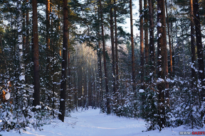 Бодрящая красота зимнего утра