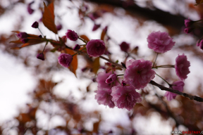 Яркае развітанне з халодным красавіком