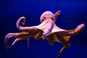 «У кого нет стоп-слова»