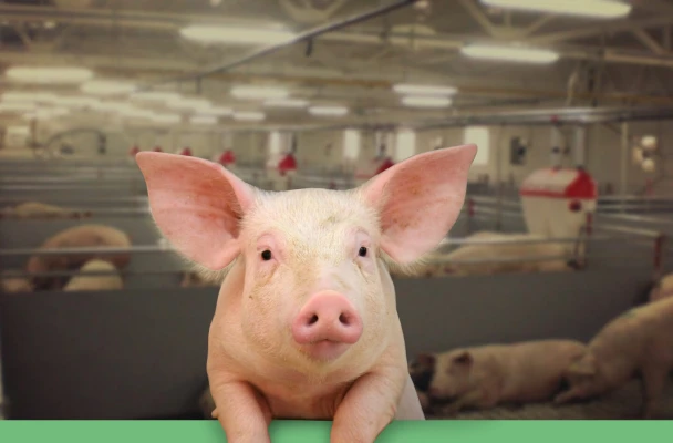 Кнырович: «Если бы сделали анализ, Головченко не доверили бы управлять даже какой-нибудь свинофермой, не говоря уже про Нацбанк»